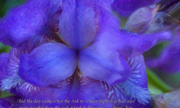 And the day came when the risk to remain tight in a bud was more painful than the risk it took to blossom. ~Anais Nin