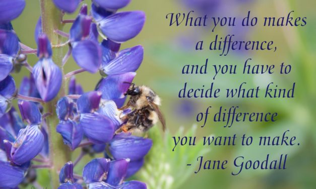What you do makes a difference, and you have to decide what kind of difference you want to make. ~Jane Goodall