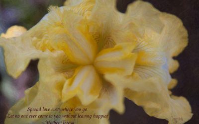 Spread love everywhere you go. Let no one ever come to you without leaving happier. ~Mother Theresa